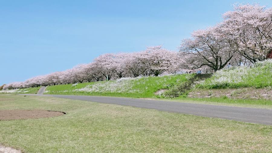 A row of cherry blossom trees along the bank of the Ono River in Oita